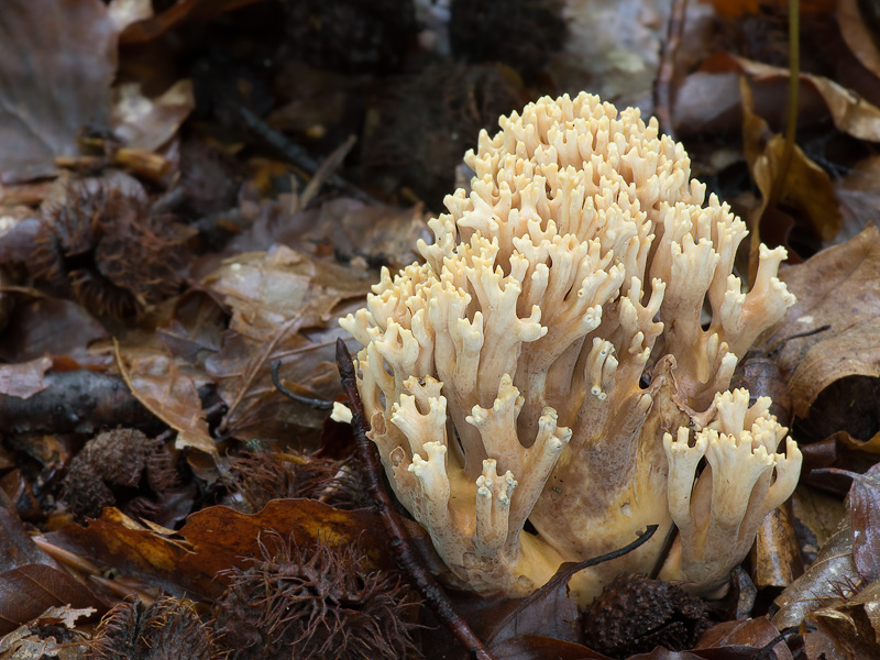 Ramaria bataillei